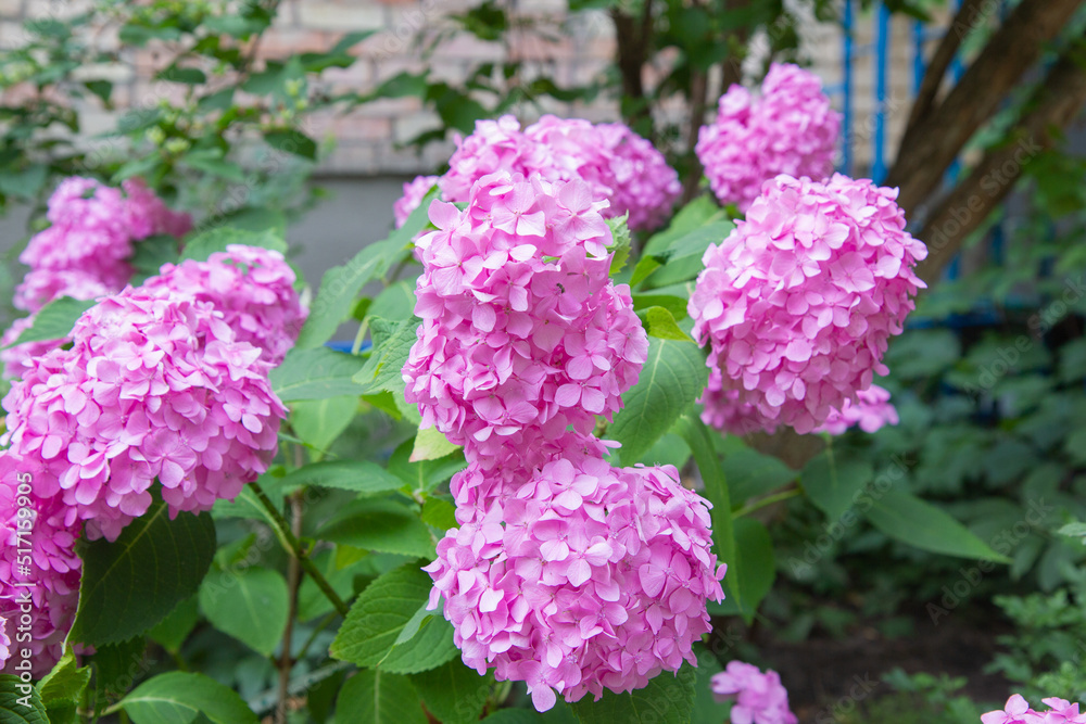 pink and white flowers pink and white flowers
