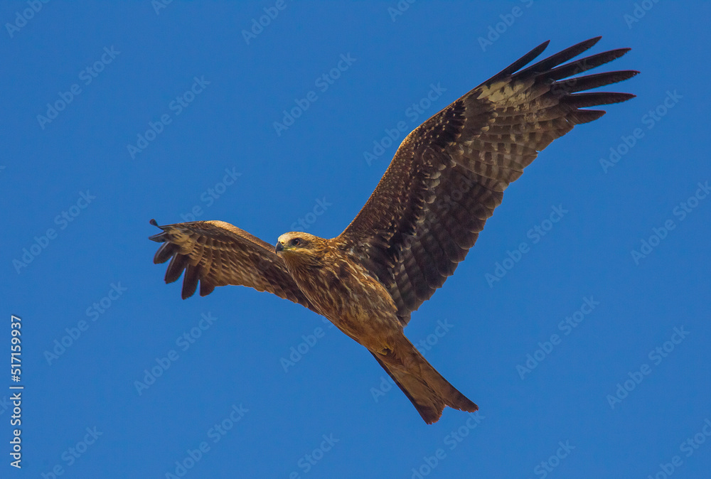 Fototapeta premium Red Kite (Milvus milvus) is a large predatory bird. Flies a lot faster due to its tail-like tail