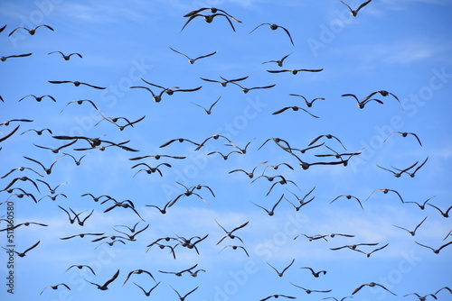 Big group of seagull birds flying against blue sky