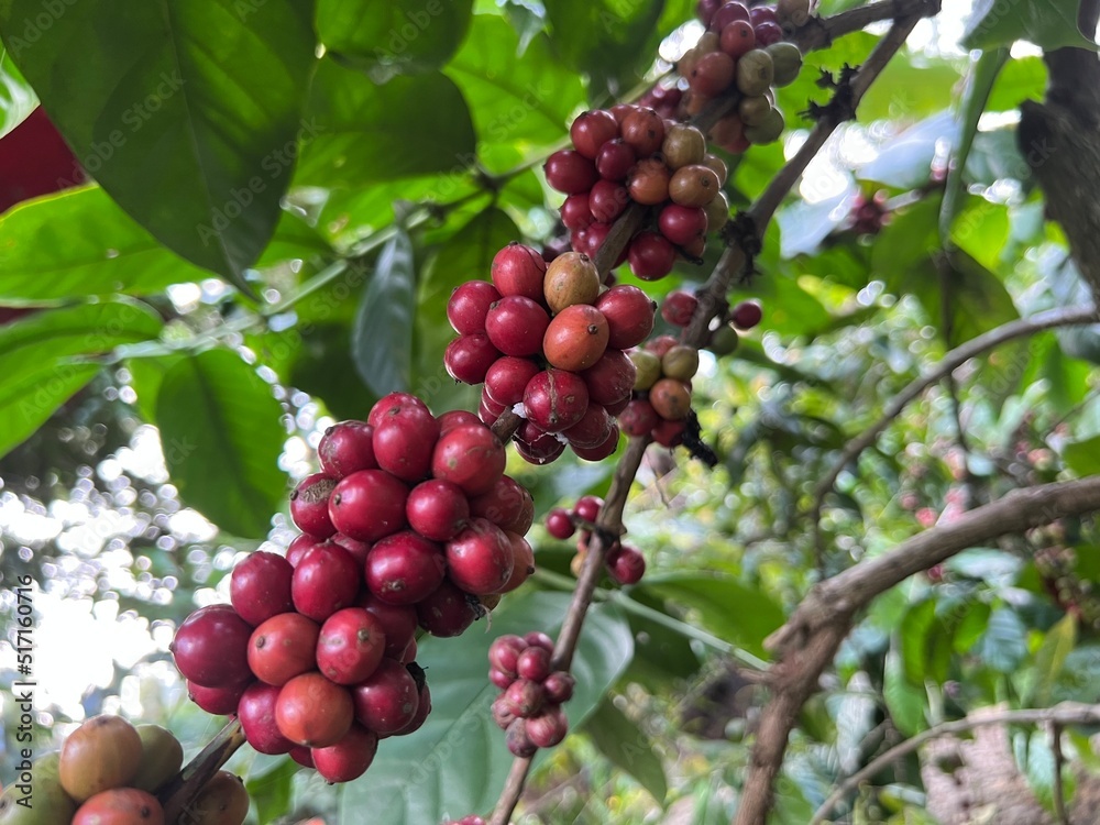 Natural green and red colorful coffee unripe beans plants in plantation background scenery view