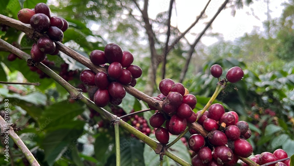 Natural green and red colorful coffee unripe beans plants in plantation background scenery view Natural green and red colorful coffee unripe beans plants in plantation background scenery view