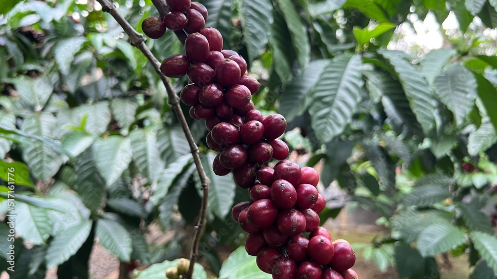 Natural green and red colorful coffee unripe beans plants in plantation background scenery view