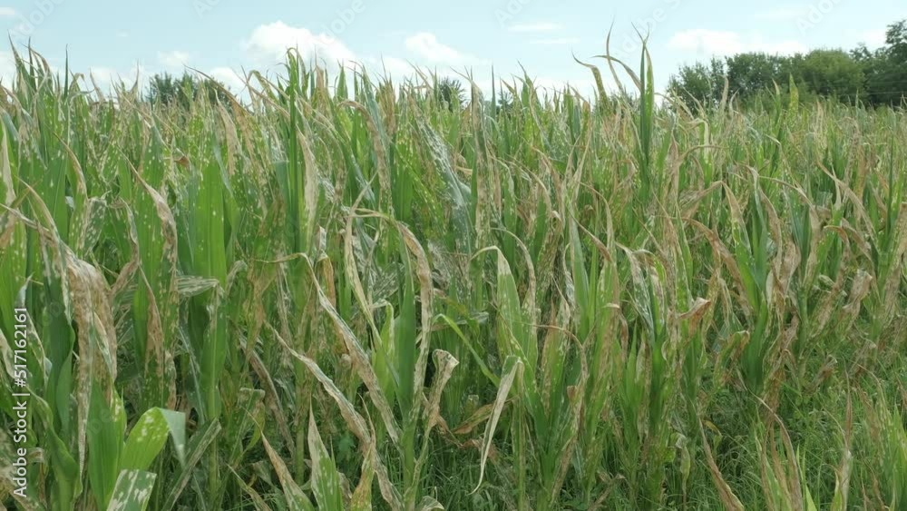 Corn plants wilting and dead after wrong applying herbicide in cornfield. Damage to agribusiness, insured event, reason for indemnification events Corn plants wilting and dead after wrong applying herbicide in cornfield. Damage to agribusiness, insured event, reason for indemnification events