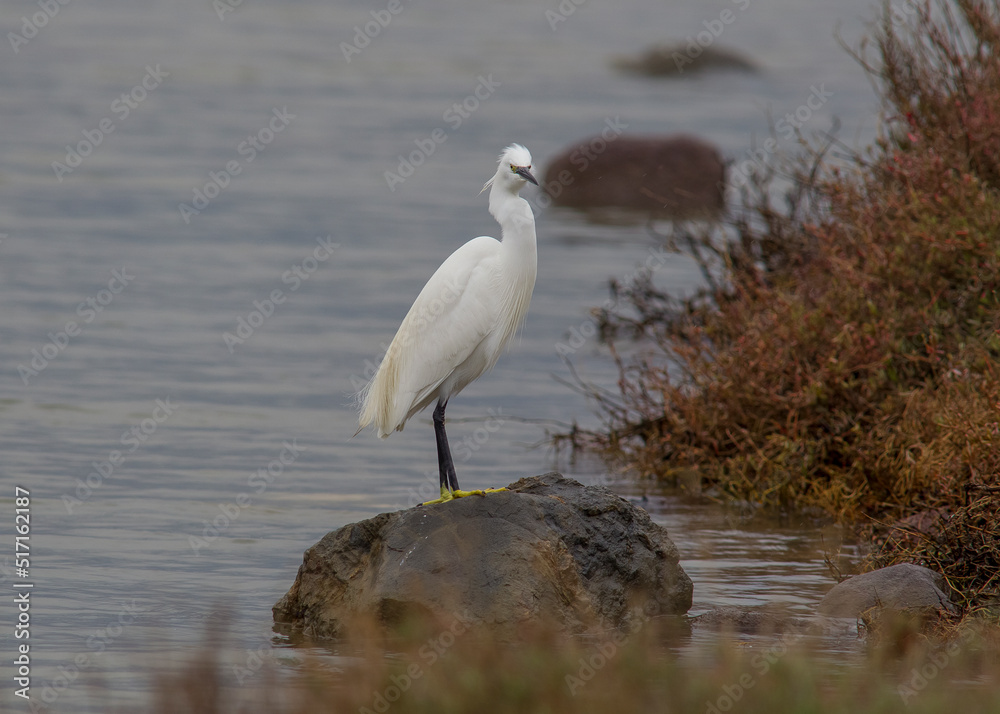Little Egret (Egretta garzetta) is a wetland bird. Little Egret (Egretta garzetta) is a wetland bird.