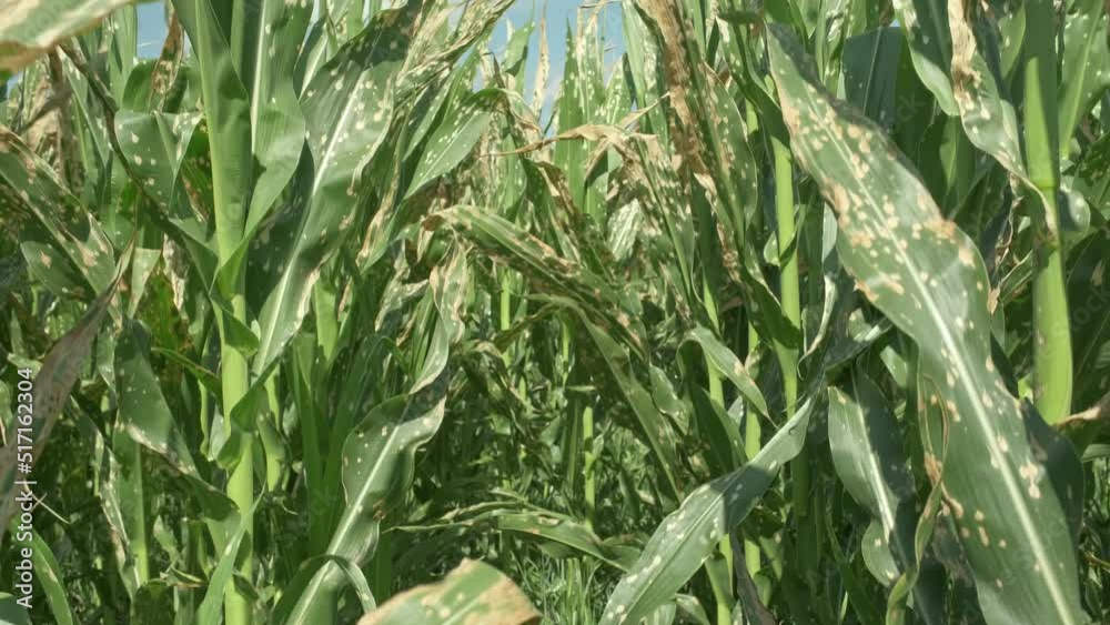 Corn plants wilting and dead after wrong applying herbicide in
