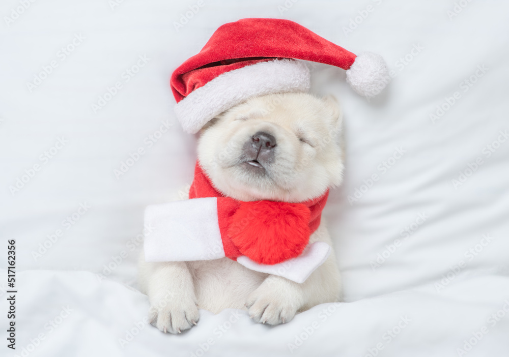 Funny Golden retriever puppy wearing red santa's hat sleeps under warm blanket on a bed at home. Top down view