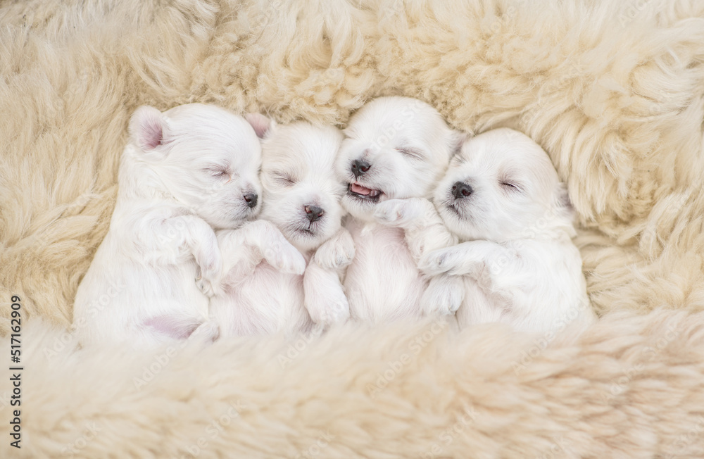 Four cute tiny white lapdog puppies sleep under warm fuzzy blanket on a bed at home. Top down view