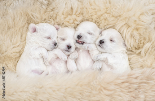 Four cute tiny white lapdog puppies sleep under warm fuzzy blanket on a bed at home. Top down view © Ermolaev Alexandr