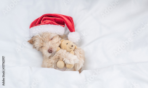 Sleepy Goldust Yorkshire terrier puppy wearing red santa hat lying on a bed under white blanket at home and hugging toy bear. Top down view. Empty space for text