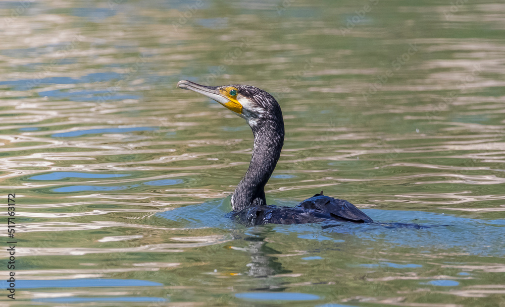 Great Cormorant (Phalacrocorax carbo) is a wetland bird. It is a common species in Turkey. Great Cormorant (Phalacrocorax carbo) is a wetland bird. It is a common species in Turkey.