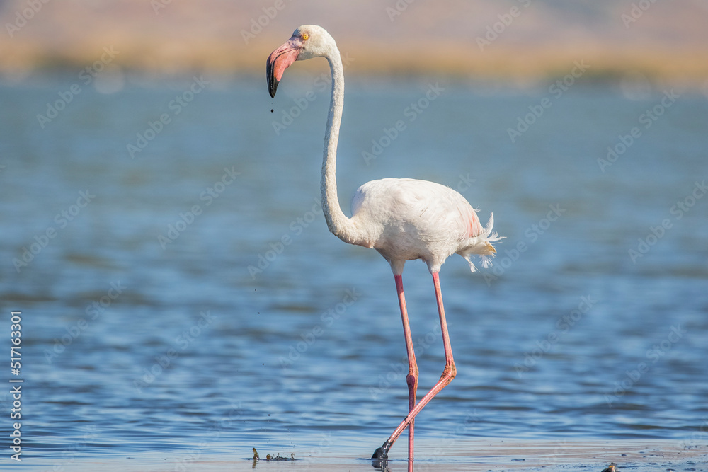 Located on an area of ​​8,000 hectares in Izmir, There are around 300 bird species, especially Greater Flamingos (Phoenicopterus roseus), in the bird paradise.