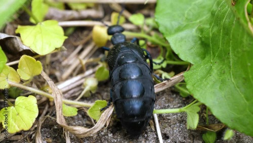 European oil beetle Meloe proscarabaeus crawling in to habitat photo
