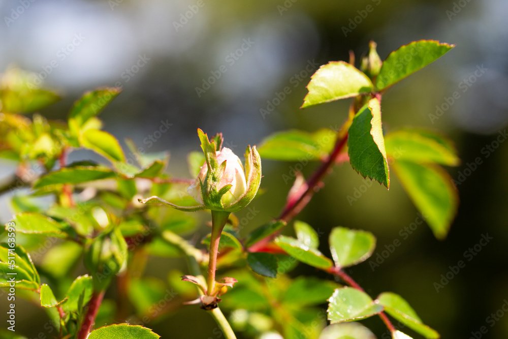 Beautiful blooming white rose flower Sea Foam. Delicate twig shrub rose 'Sea Foam' with white flower on evergreen blurred background. Beautiful blooming white rose flower Sea Foam. Delicate twig shrub rose 'Sea Foam' with white flower on evergreen blurred background.