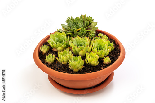 Sempervivum tectorum, commonly known as Common Houseleek in a flower pot with manny outgrowing offshoots isolated on white background. Clipping Path Included