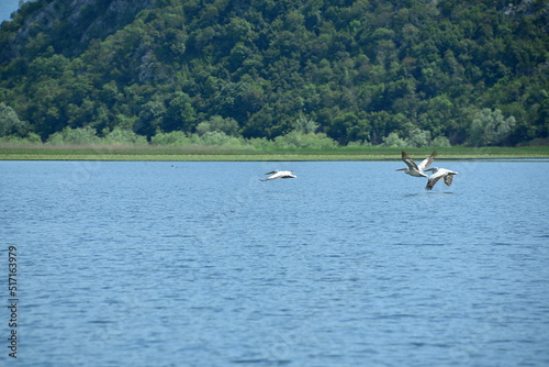  Skadar lake(Montenegro) is the largest lake in the Balkan peninsula.The lake is located on the border between Albania and Montenegro, about 2-3 of the surface belongs to the latter. © GCphotographer