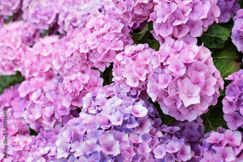 Hortensia flowers background, purple hydrangea tree in garden Hortensia flowers background, purple hydrangea tree in garden