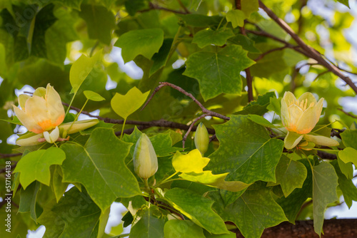 Spring and summer floral background.Close-up, Liriodendron selective focus. T