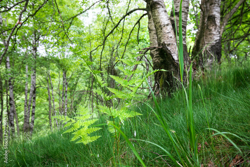 fern in birch forest