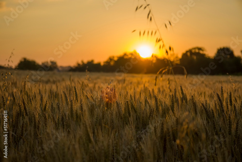 Ears of wheat on the background of an orange sunrise