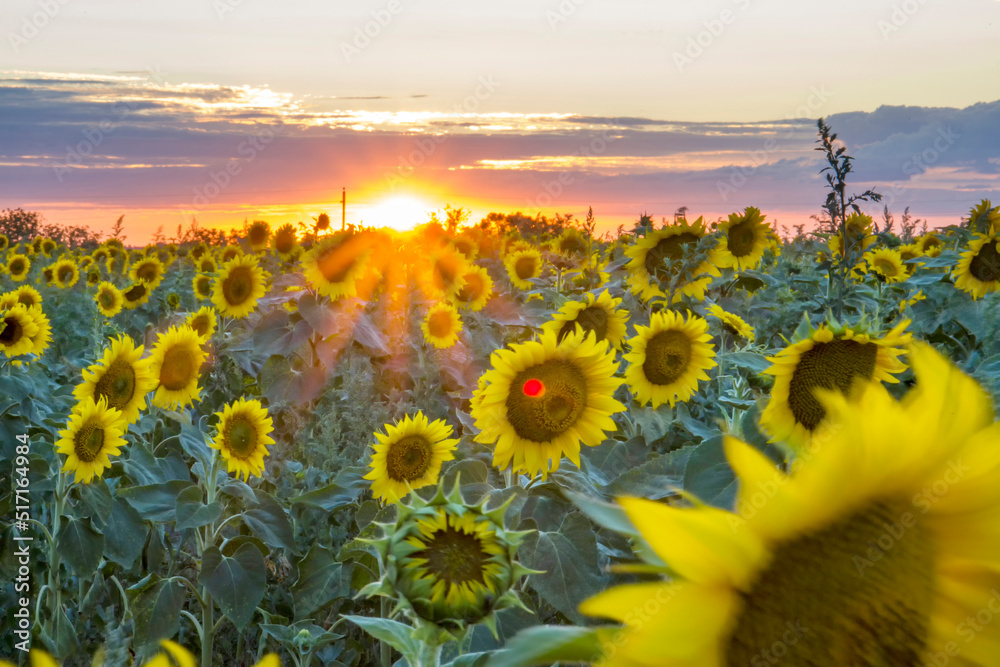 Sunflowers on the background of the sunset.