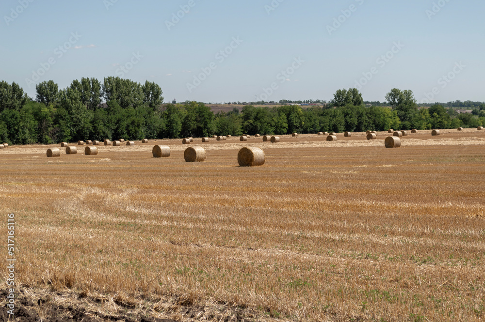 rolls of straw after harvesting wheat in the field