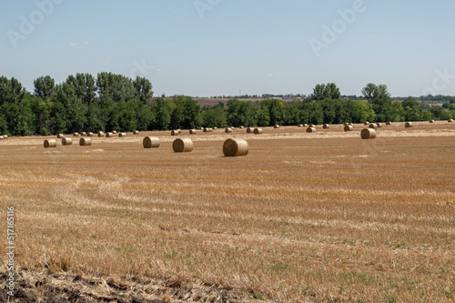 Wallpaper Mural rolls of straw after harvesting wheat in the field Torontodigital.ca