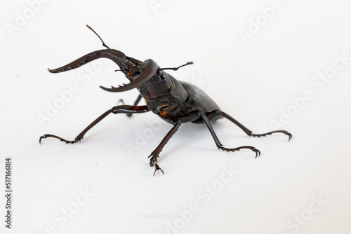 ノコギリクワガタ