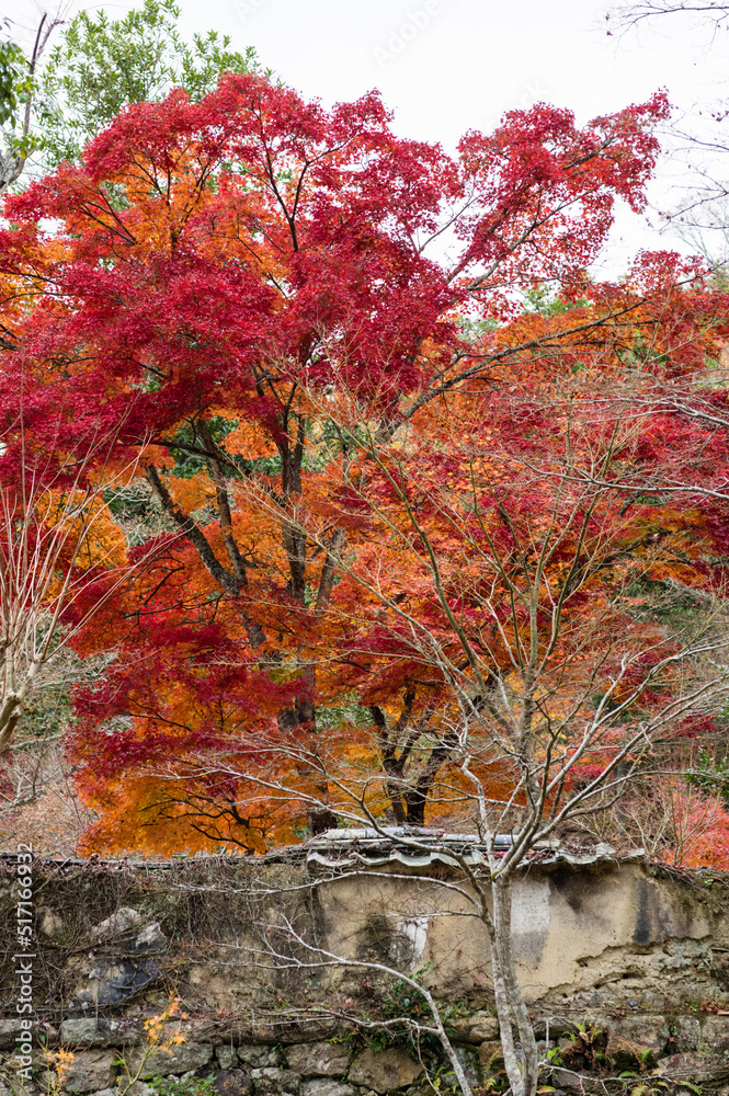 光明寺(兵庫県神戸市北区)の紅葉
