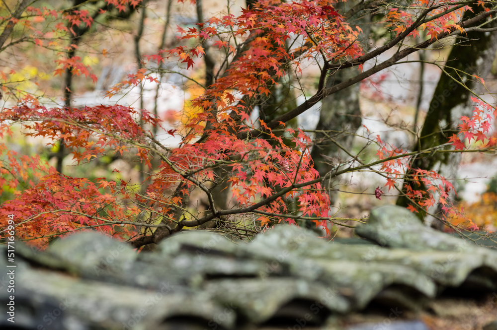 光明寺(兵庫県神戸市北区)の紅葉