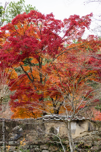 Obraz na płótnie 光明寺(兵庫県神戸市北区)の紅葉 w salonie
