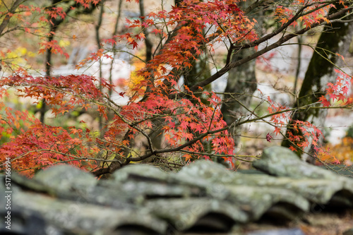 Obraz na płótnie 光明寺(兵庫県神戸市北区)の紅葉 w salonie