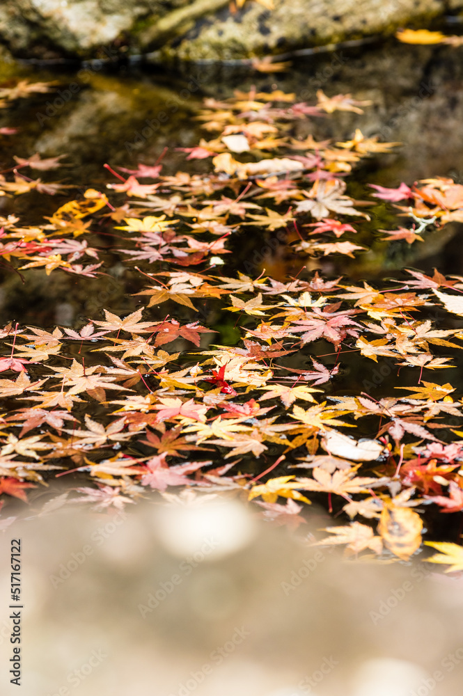 光明寺(兵庫県神戸市北区)の紅葉