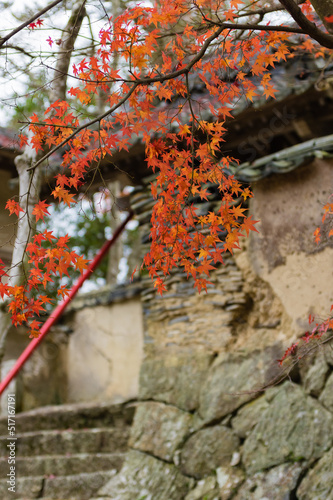 Obraz na płótnie 光明寺(兵庫県神戸市北区)の紅葉 w salonie