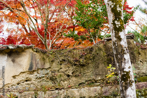 Obraz na płótnie 光明寺(兵庫県神戸市北区)の紅葉 w salonie