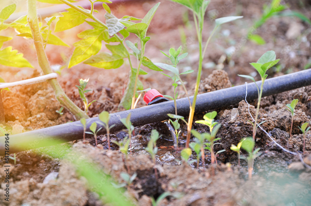 Green seedlings growing in the drip system. Sprinkler systems, drip
