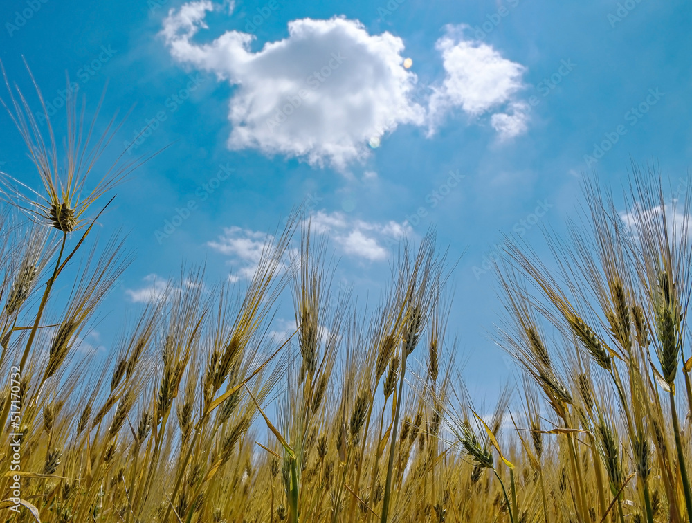 Wheat field in summer time Wheat field in summer time