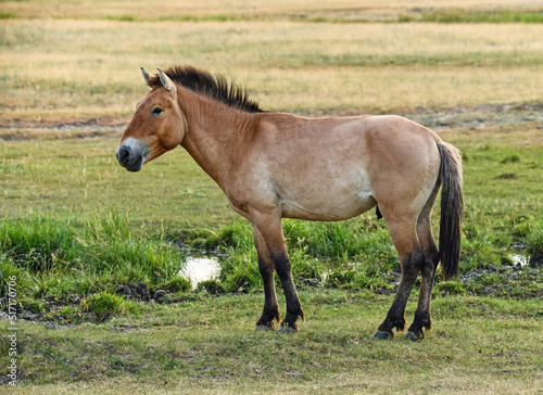 Przewalsky horse in Hortobagy Hungary © majorosl66