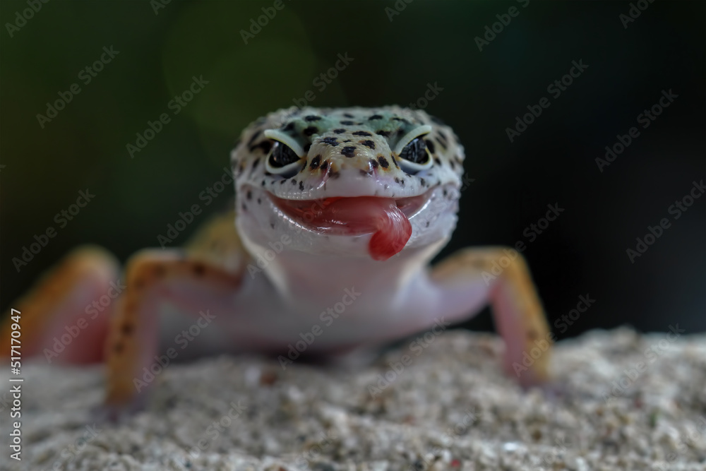 Baby leopard gecko lizard on sand, eublepharis macularius Baby leopard gecko lizard on sand, eublepharis macularius