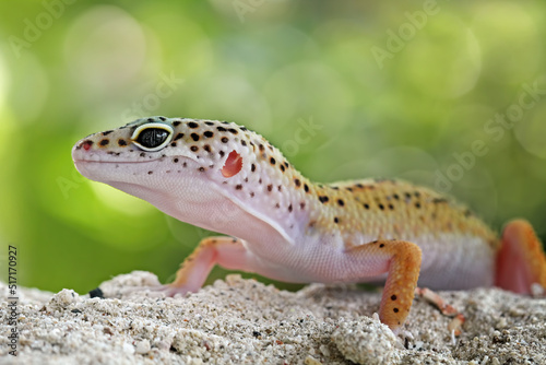 Leopard gecko lizard on sand , eublepharis macularius