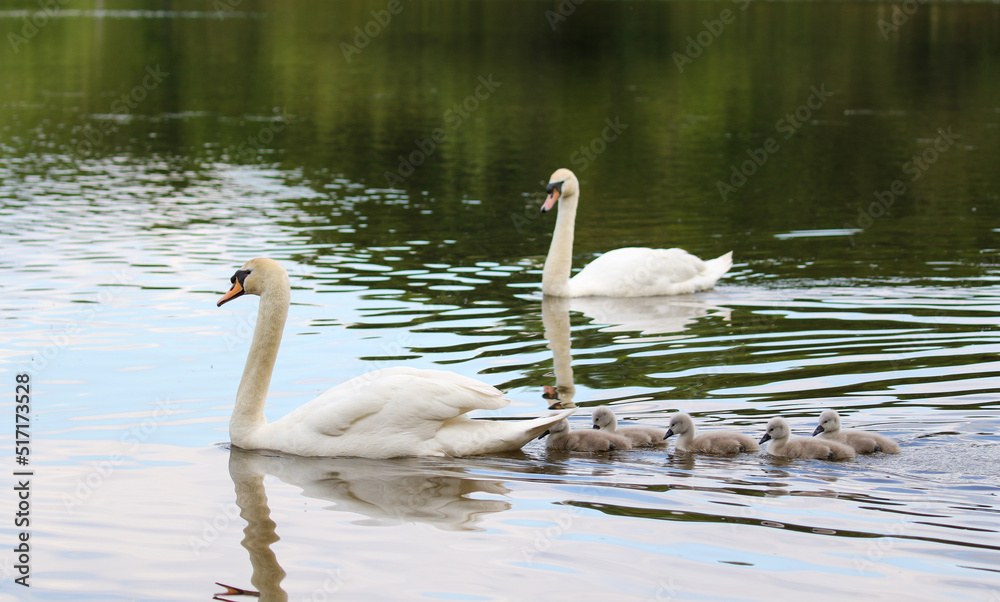 Fototapeta premium Mute swan with cygnets, United Kingdom