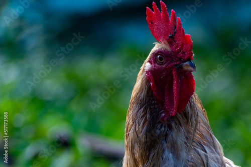 rooster in the farm photo