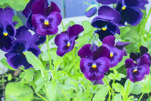 Blooming inflorescences of bright blue-lilac pansies in a flowerpot.