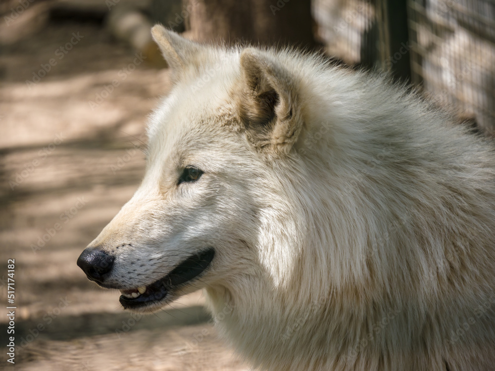 Portrait of a white wolf in a zoo, on a sunny day