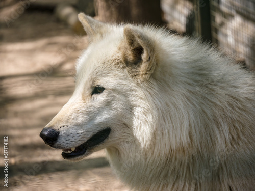 Portrait of a white wolf in a zoo  on a sunny day