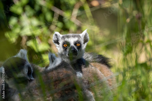 A group of ring-tailed lemurs, Lemur catta. A large strepsirrhine primate at Jersey zoo. © Rob Thorley