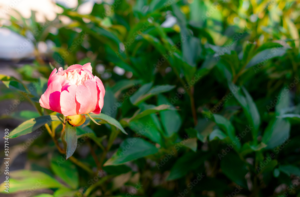 A peony flower on a blurred green background in the sunlight in the garden on a summer day. There is a large ant on the bud. Shallow depth of field. Free space. A peony flower on a blurred green background in the sunlight in the garden on a summer day. There is a large ant on the bud. Shallow depth of field. Free space.