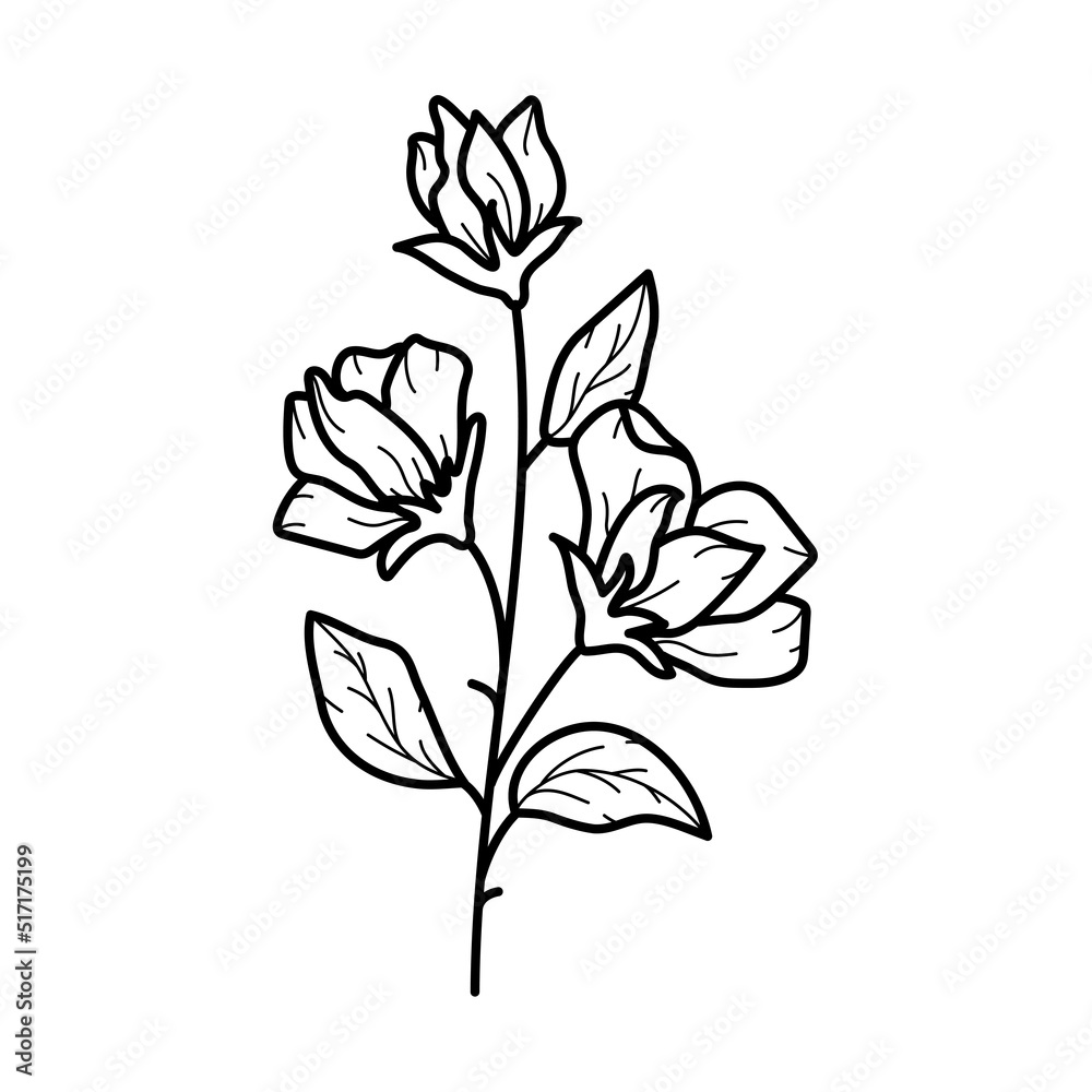 Beautiful sweet pea flower with leaves, line art plant branch. Vector botanical illustration Beautiful sweet pea flower with leaves, line art plant branch. Vector botanical illustration
