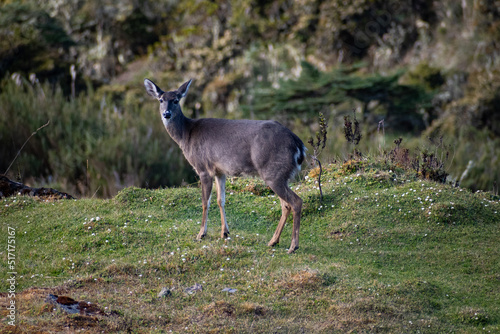 Fototapeta Naklejka Na Ścianę i Meble -  Deer in the mountains
