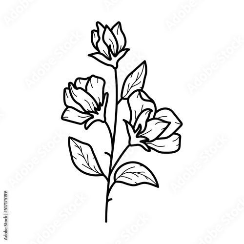 Beautiful sweet pea flower with leaves, line art plant branch. Vector botanical illustration
