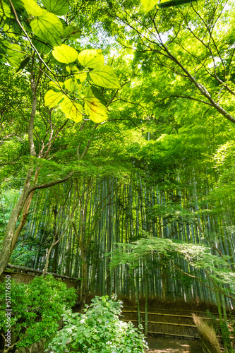 苔むす祇王寺（京都府右京区）